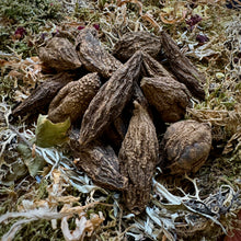 Charger l'image dans la galerie, Les racines du grand Jean le Conquérant
