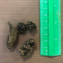 Charger l'image dans la galerie, Les racines du grand Jean le Conquérant