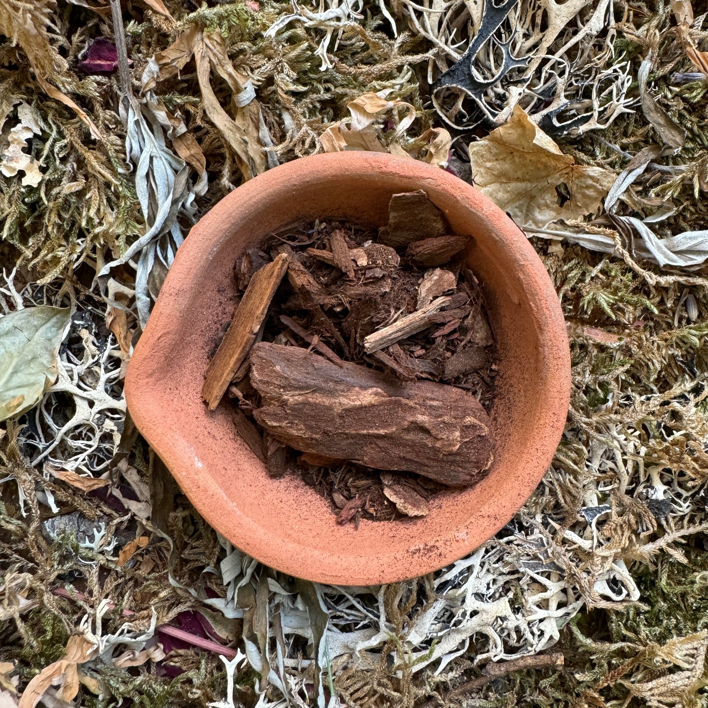 Jezebel Root