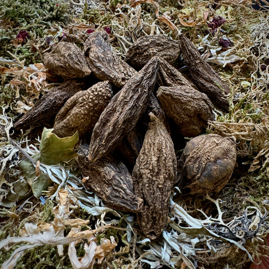Les racines du grand Jean le Conquérant