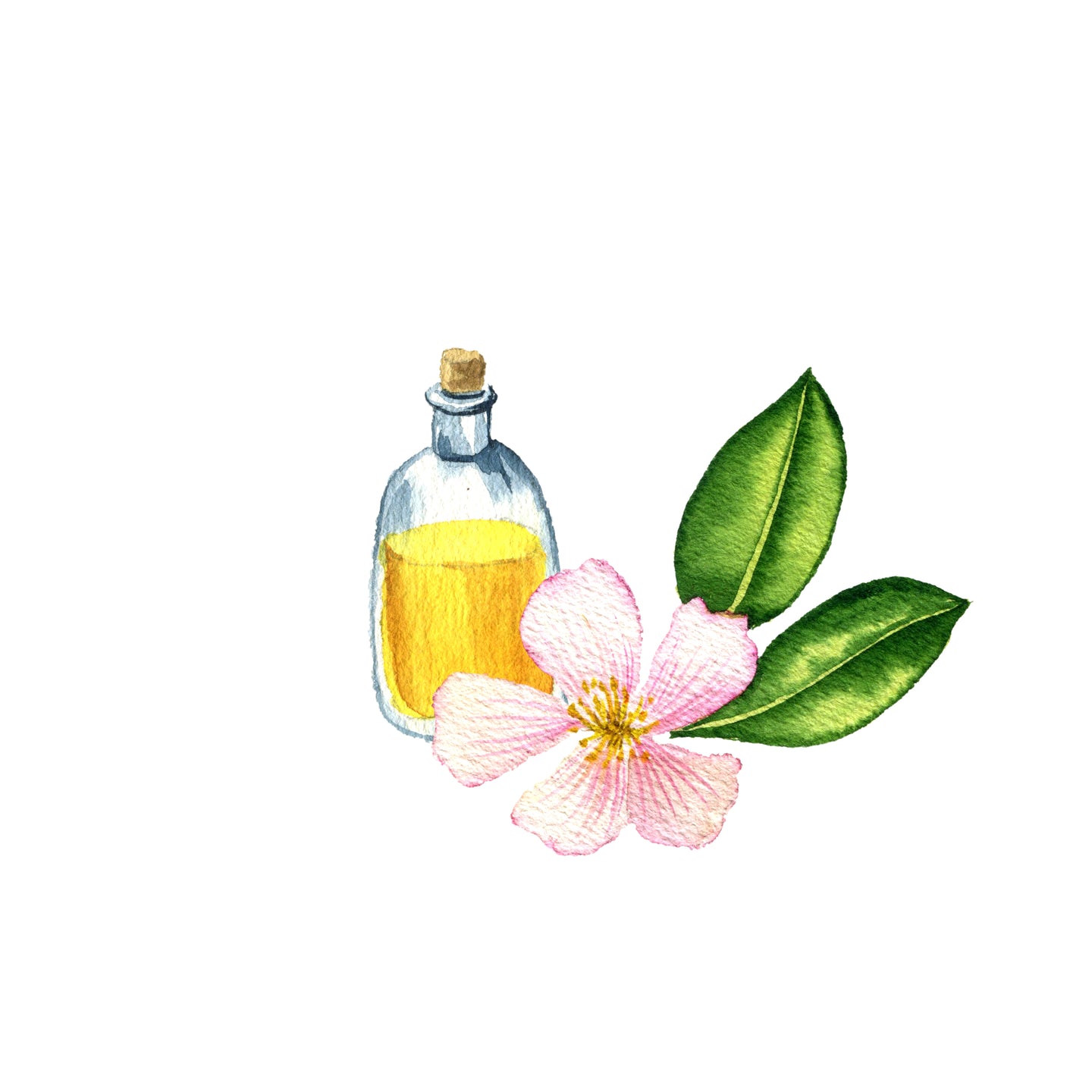 Camellia Seed Oil Replacement